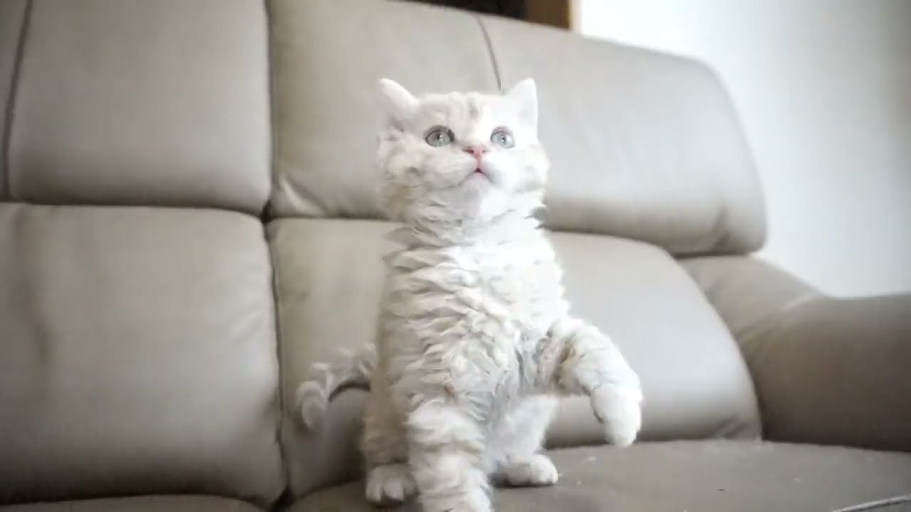 セルカークレックス子猫　2023.1.5産まれ 　クリーム　女の子　シーダキャット猫のお店　Selkirk Rex