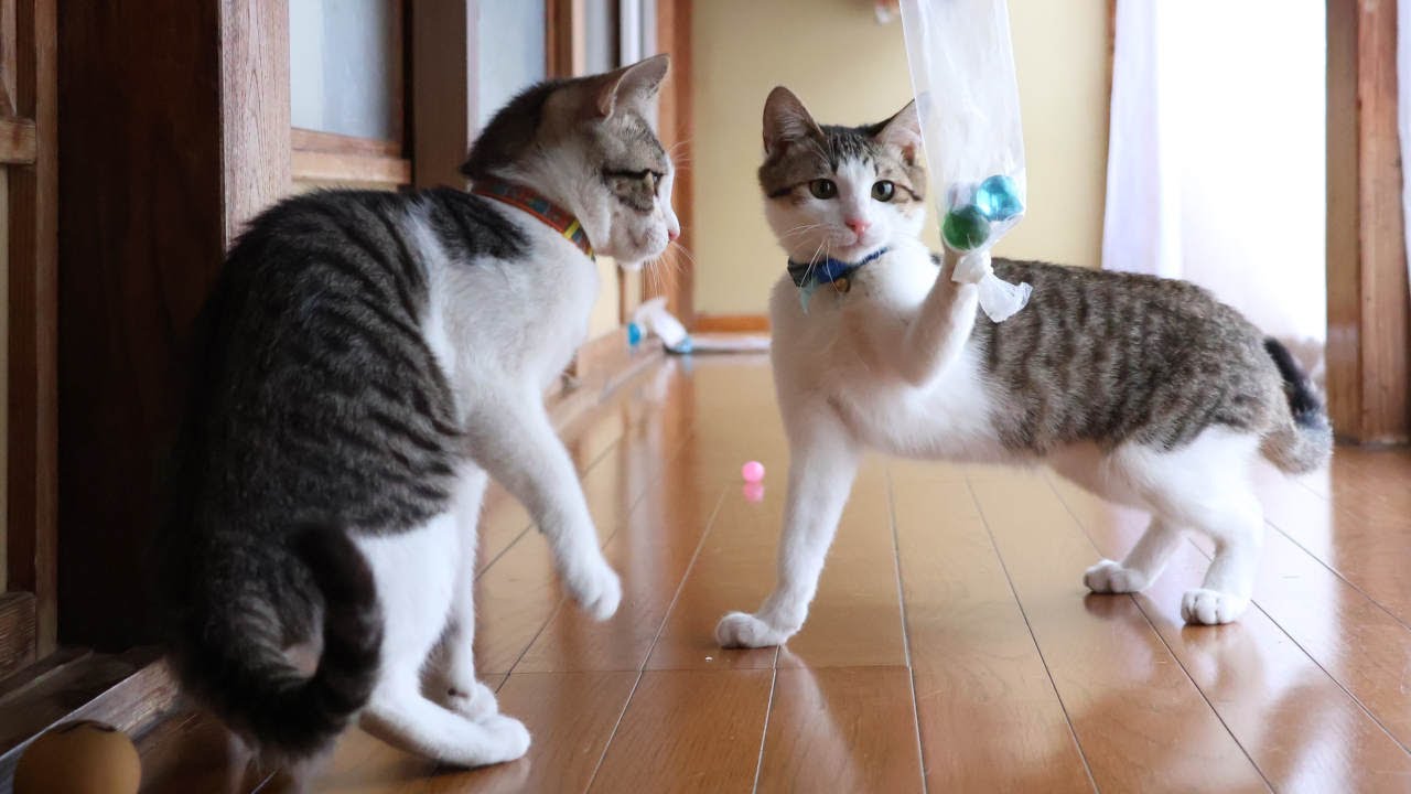 ビー玉で遊ぶ子猫たち　230307