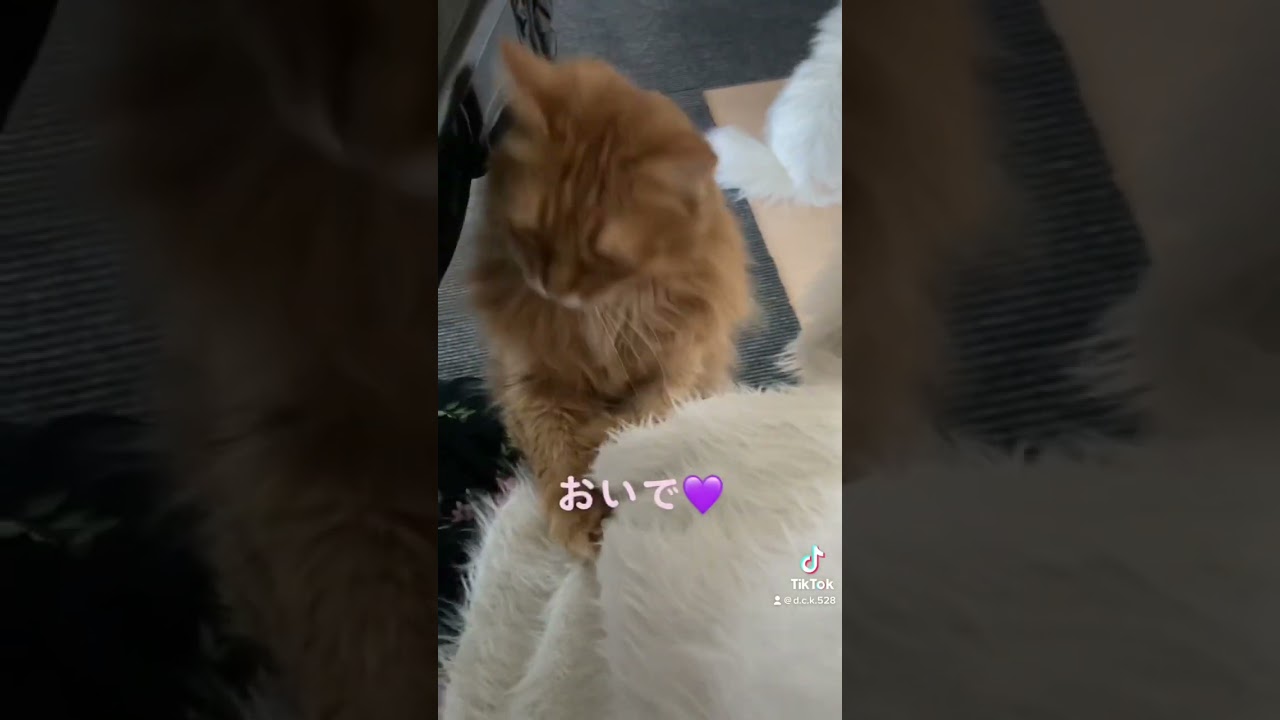 【ソマリ】#shorts #猫 #ねこ #ソマリ #cat