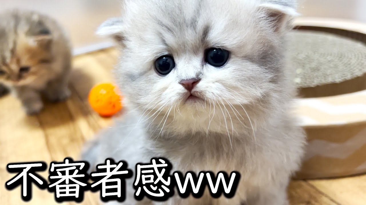 【ペルシャの子猫】何か挙動不審な子猫がいる件 ∼猫のいる生活Vol.639∼ 出産動画 マンチカン短足・ミヌエット・ペルシャ猫専門ブリーダー『ペット蔵人』【子猫の成長記録】