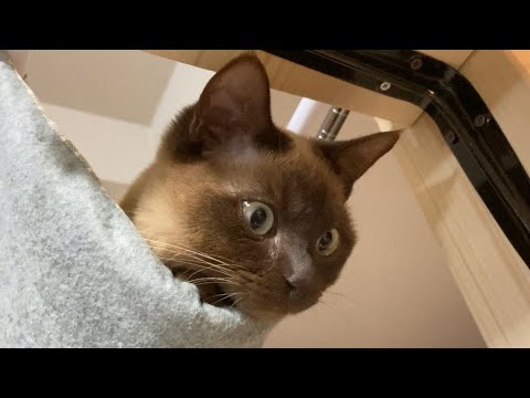 トンキニーズ 【2023/03/05】