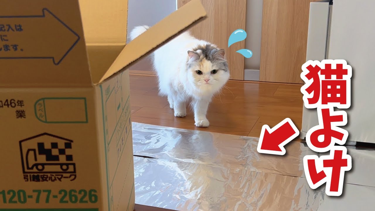 イタズラばかりする猫に猫よけのアルミホイルを敷いてみた結果…【関西弁でしゃべる猫】