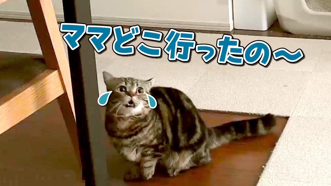 少し出掛けただけでも寂しくて泣いちゃう弟猫とのんきな兄猫