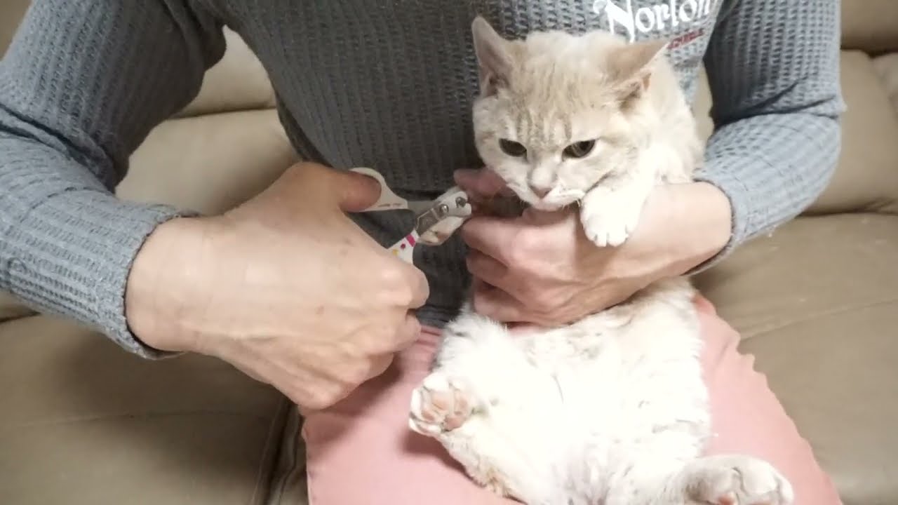 セルカークレックス子猫　2022.9.30産まれ 　クリーム　女の子　シーダキャット猫のお店　Selkirk Rex