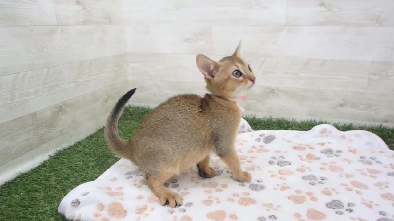 Coo&RIKU　No00594349 アビシニアン