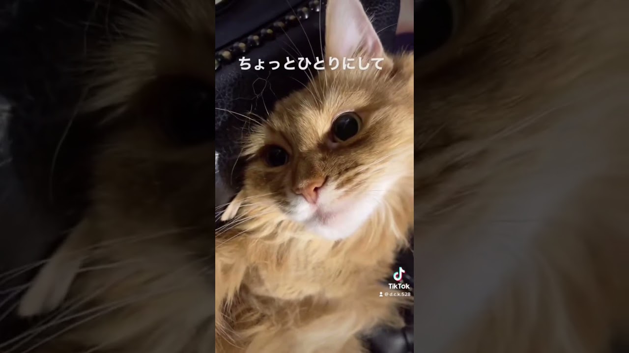 あんま触んないで【ソマリ】#shorts #猫 #ねこ
