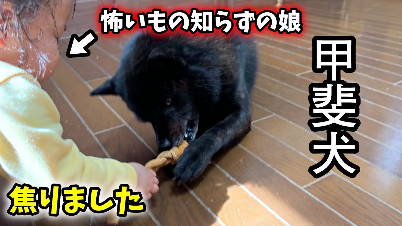 娘にオモチャを取られそうになった甲斐犬の行動が予想外でした