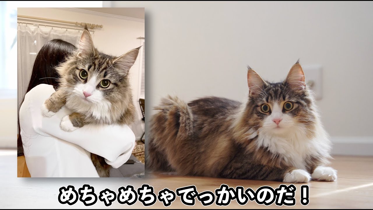 生後10ヶ月の北欧猫がデカすぎる
