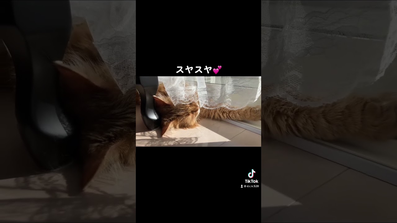 【スコティッシュフォールド】【ソマリ】#shorts #スコティッシュフォールド #猫