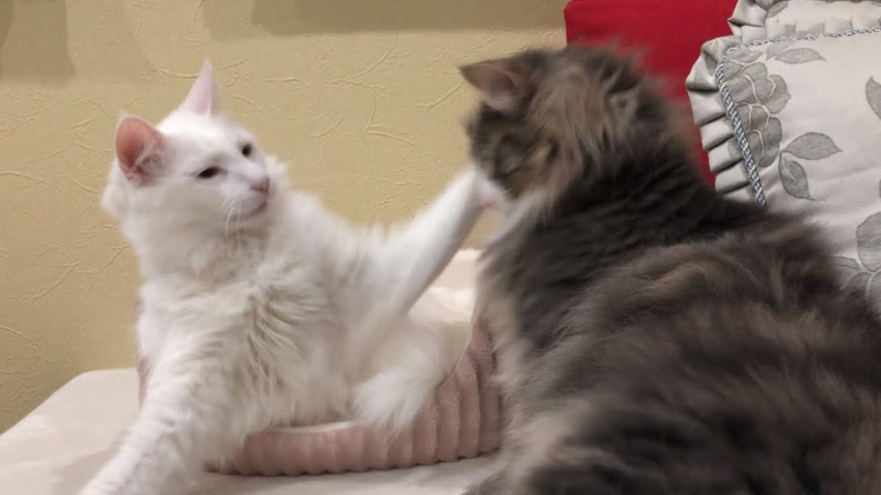 【かまってちゃん❤︎】アピール成功なるか…？？ノルウェージャンフォレストキャットwww