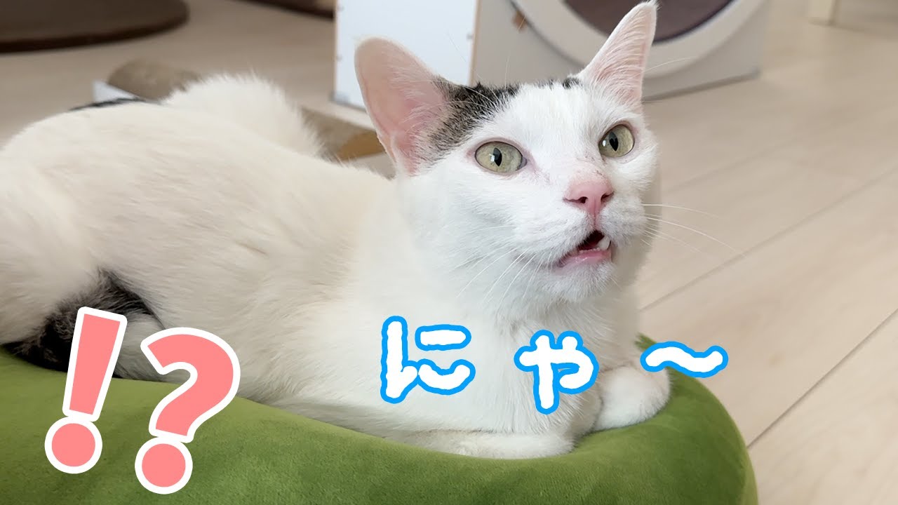 チロさんが猫みたいに「にゃー」と鳴きました…！