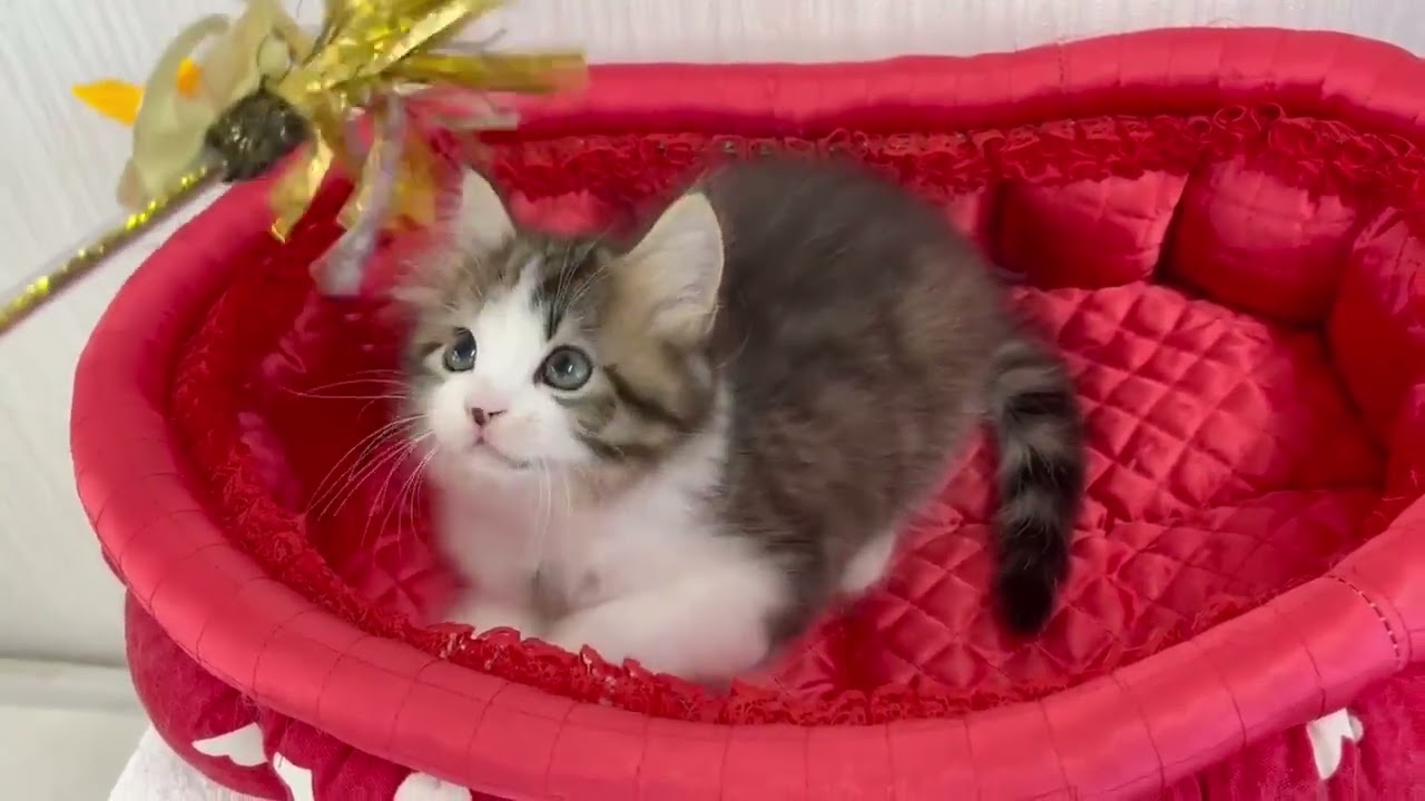 スコティッシュフォールド ブラウンタビー&ホワイト（ロングヘアー）の男の子♪