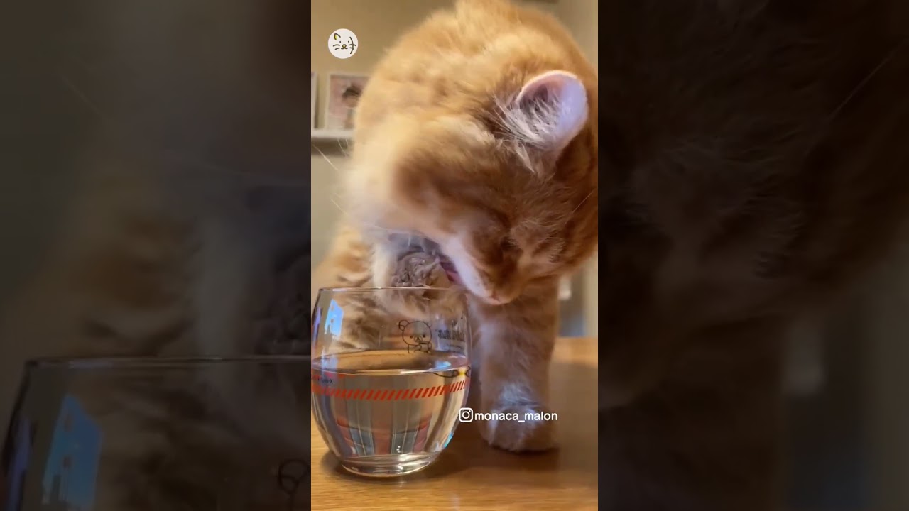 マイブーム！サイベリアン子猫のマロンちゃん！Current obsession🐈 #猫王国 #サイベリアン #子猫 #cat #猫のいる暮らし