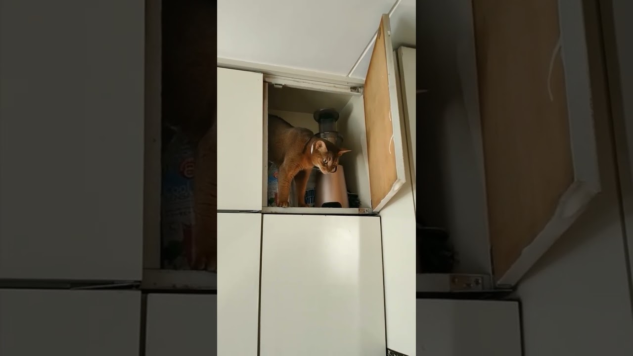 ネコ動画あび#557　#shorts　あびの毎日　アビシニアン　あび