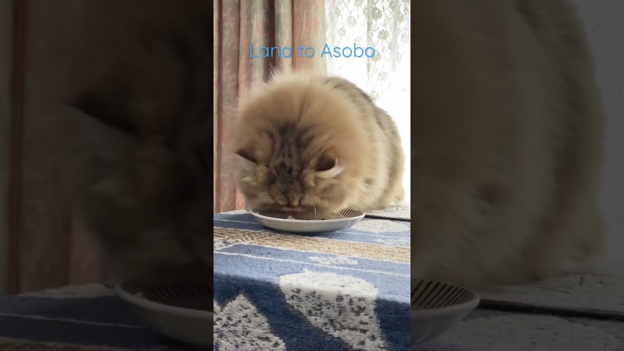 らなさんの日常　#ペルシャ子猫 #cat