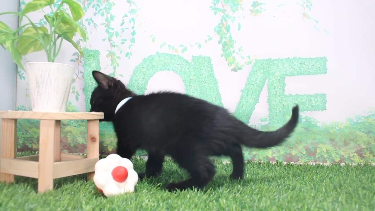 Coo&RIKU　No622677　ボンベイ