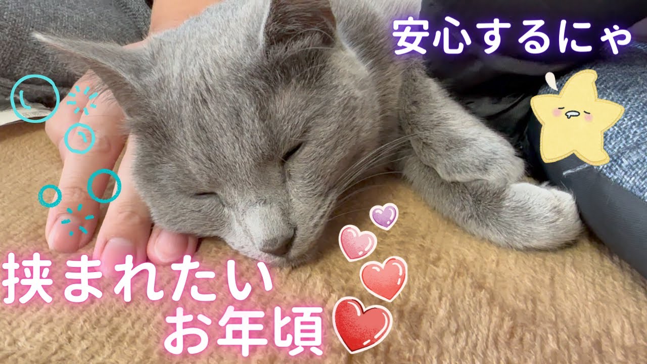サンドイッチ気分を楽しむ猫（ロシアンブルー）
