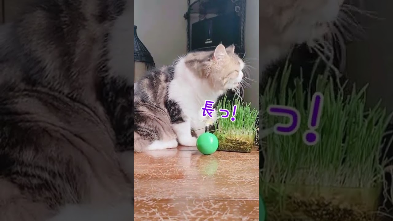 猫草VSしゃくれちゃんなラガマフィン #shorts