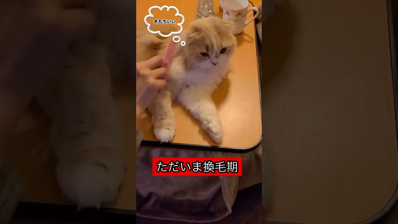 【スコティッシュフォールド】換毛期の猫がブラッシング気持ち良さそう#Shorts（ほてちゃん）