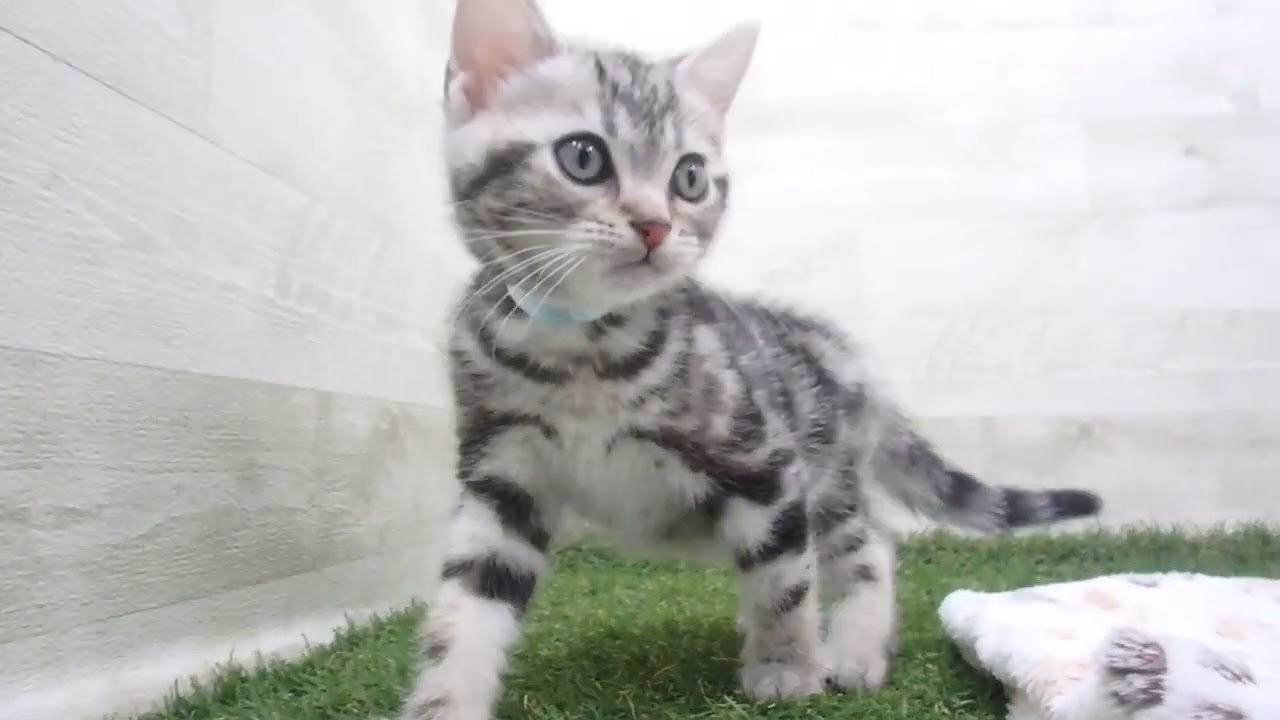 00622163 アメリカンショートヘアー