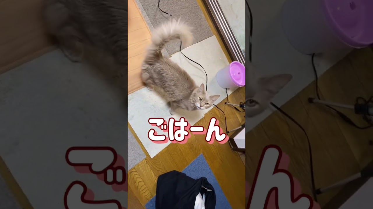 「ごはーん」と言ってます　#shorts  #ソマリ  #猫動画