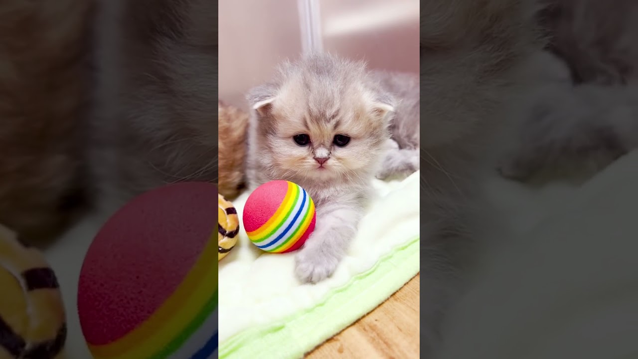 ♥ボーっと固まってます〜www  #子猫の成長記録 #短足マンチカン #cats #マンチカン #子猫 #cat #ペット蔵人 #ミヌエット #チンチラ #ペルシャ #ペルシャ猫