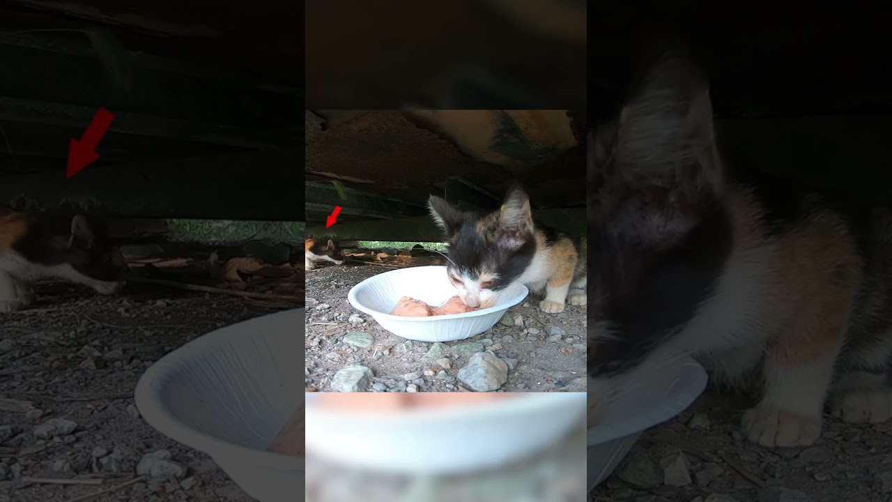 子猫にチュールを与えた結果…#shorts