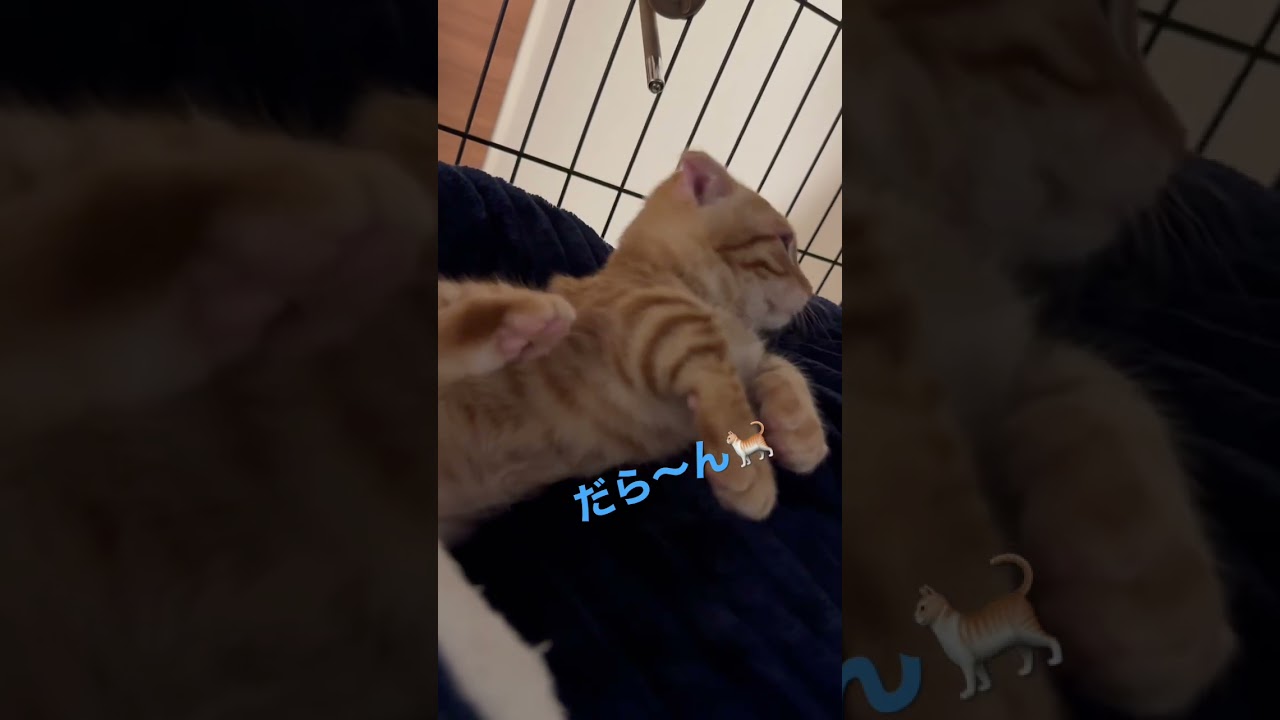 怠惰がすぎるコモドン🐈 #キンカロー #寝起き #ねこ #猫 #子猫 #猫のいる暮らし #cat #catlover #catvideos #고양이