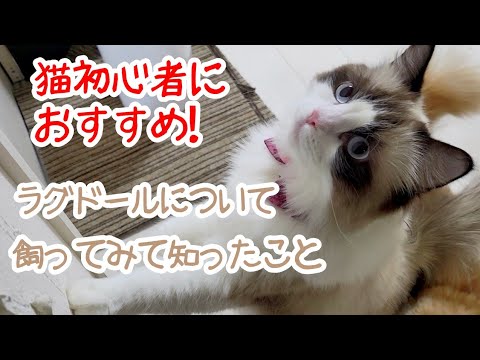 【猫初心者におすすめ】ラグドールってどんな猫？ラグドールの魅力とは？