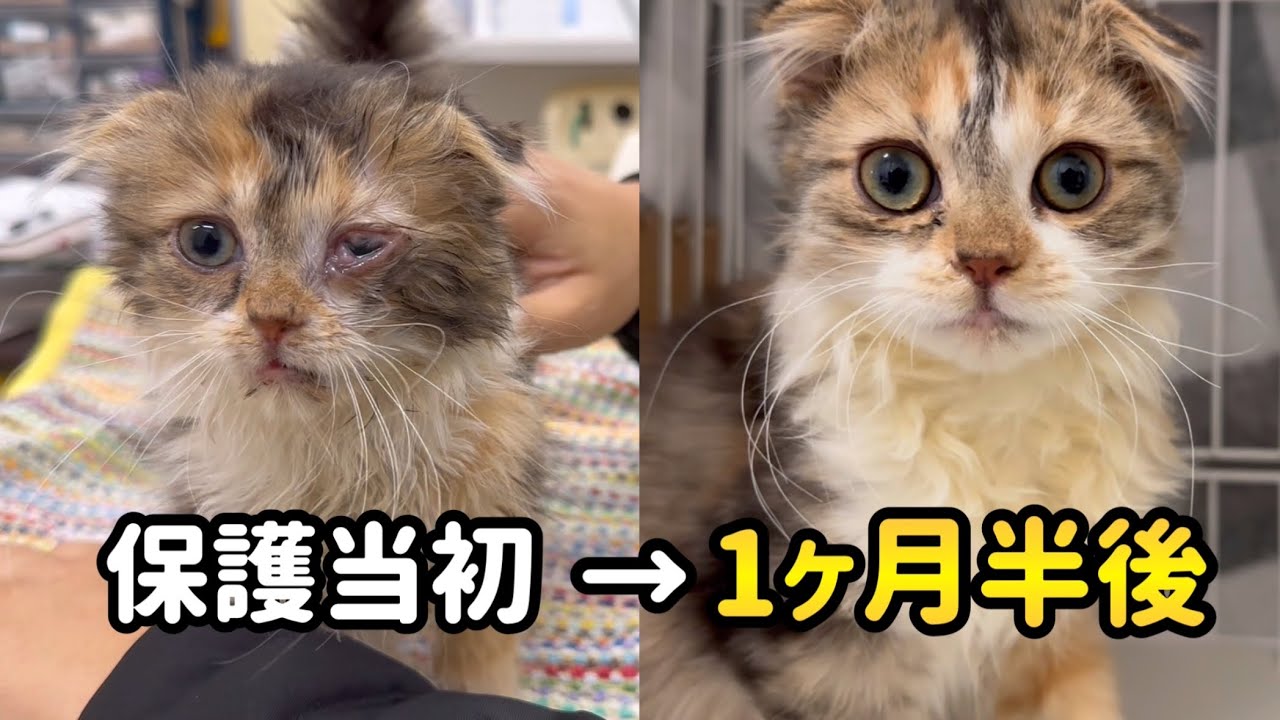 【お別れ】劇的な回復を遂げたスコティッシュの子猫 #24 【多頭飼育崩壊から保護された子猫達】