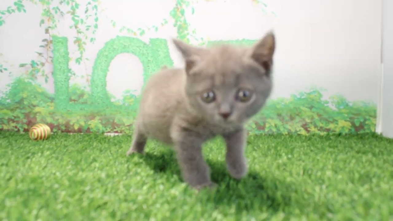 Coo&RIKU　No597466　ブリティッシュショートヘアー