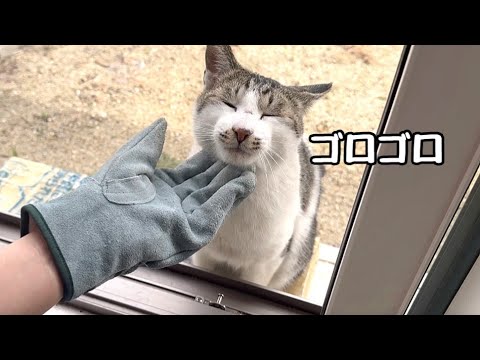 庭に来る地域猫のお世話してたらここまで懐きました