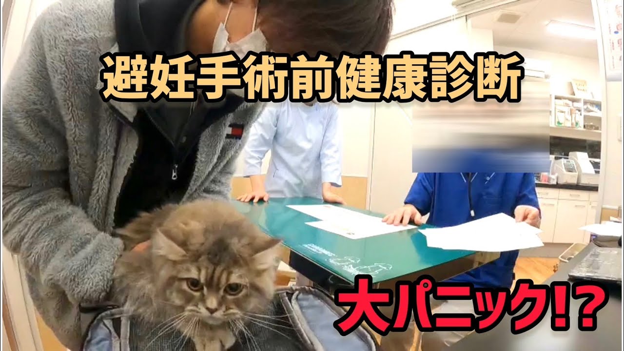 【ラガマフィン】生後8ヶ月のネコ避妊手術前の体調確認