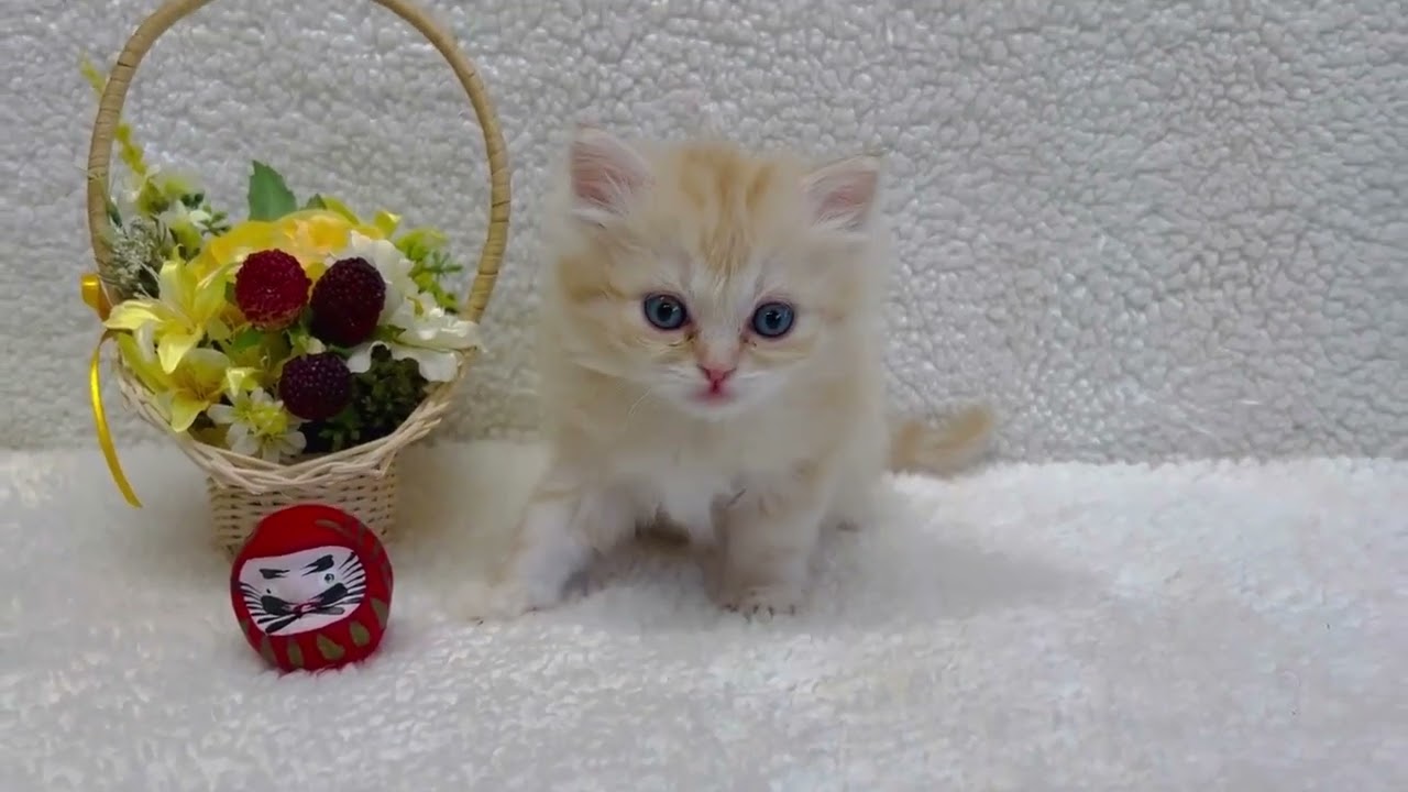 マンチカン 可愛い♪クリームタビーの女の子です！（ロング ヘアー　足長）