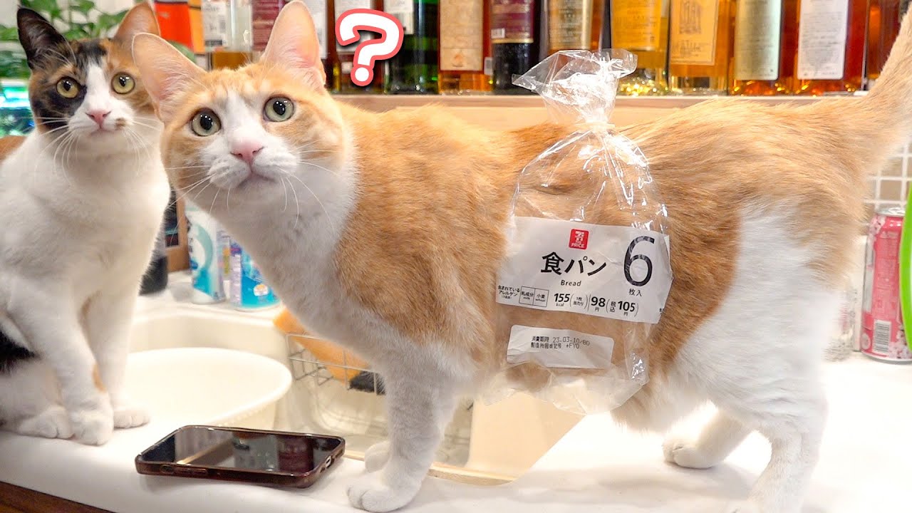 今日からうちの猫は食パンとして過ごしていくそうです。