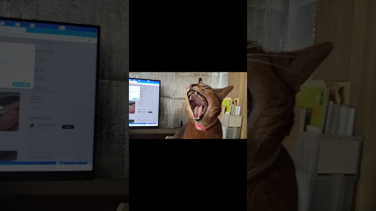 ネコ動画あび#410　#shorts　あびの毎日　アビシニアン　あび