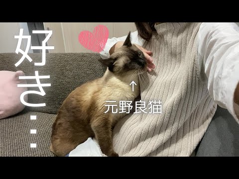 【可愛すぎ】帰宅直後の飼い主に身体をすり寄せる保護猫【元野良猫】