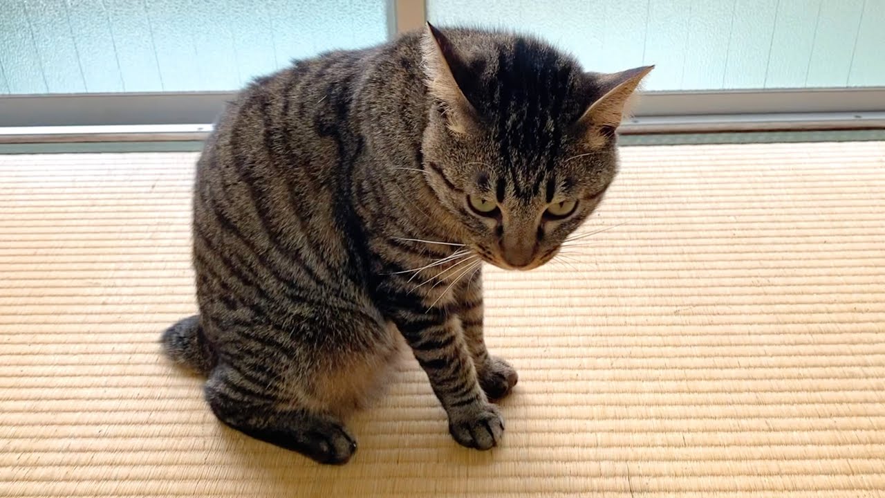 近づく子猫を無視し続けたら凶暴化して襲ってきた...