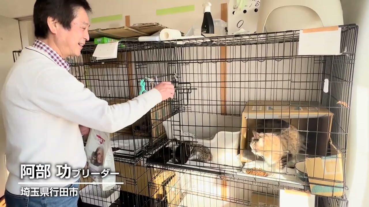 ラグドール&アビシニアンの赤ちゃんがお出迎え♪阿部功ブリーダーの猫舎を訪問