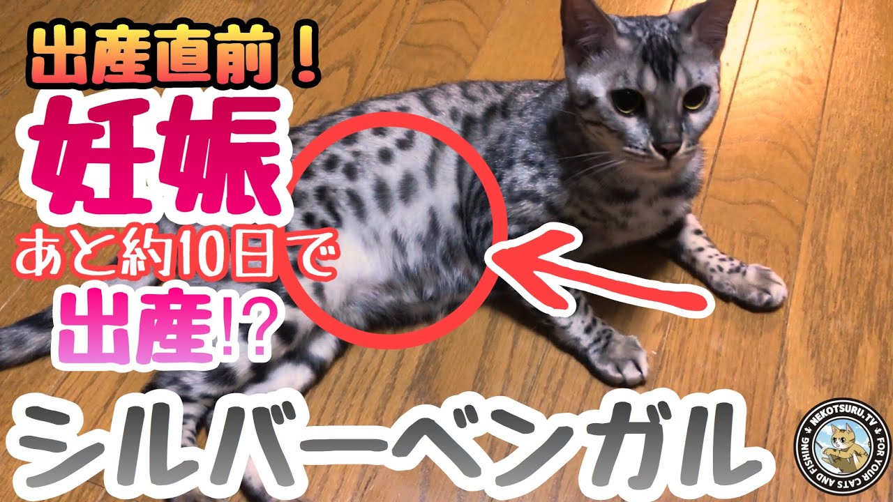 【感動】ベンガル猫の妊娠！出産カウントダウンのおなかの様子【ねこつる】