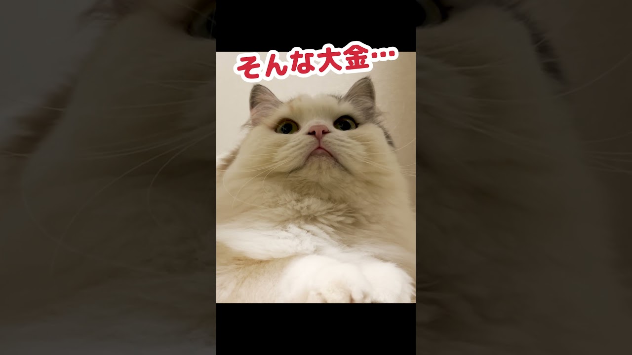 真面目な話してるときに空気を読まない猫 #Shorts