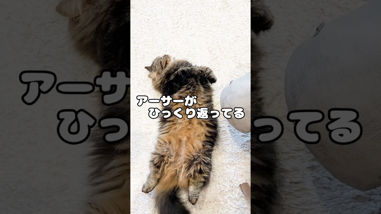 振り返ればアーサーがいる【マンチカンのアーサー】 #Shorts