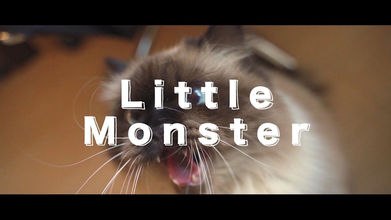 【ヒマラヤン】シネマティックCAT（カッコいい風ネコ）【猫：Himalayan】