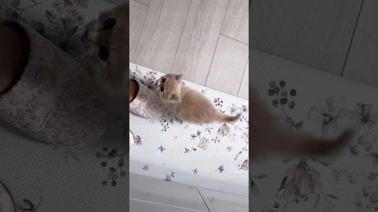 必死にご飯をおねだりする子猫の鳴き声がかわいい #shorts #kitten