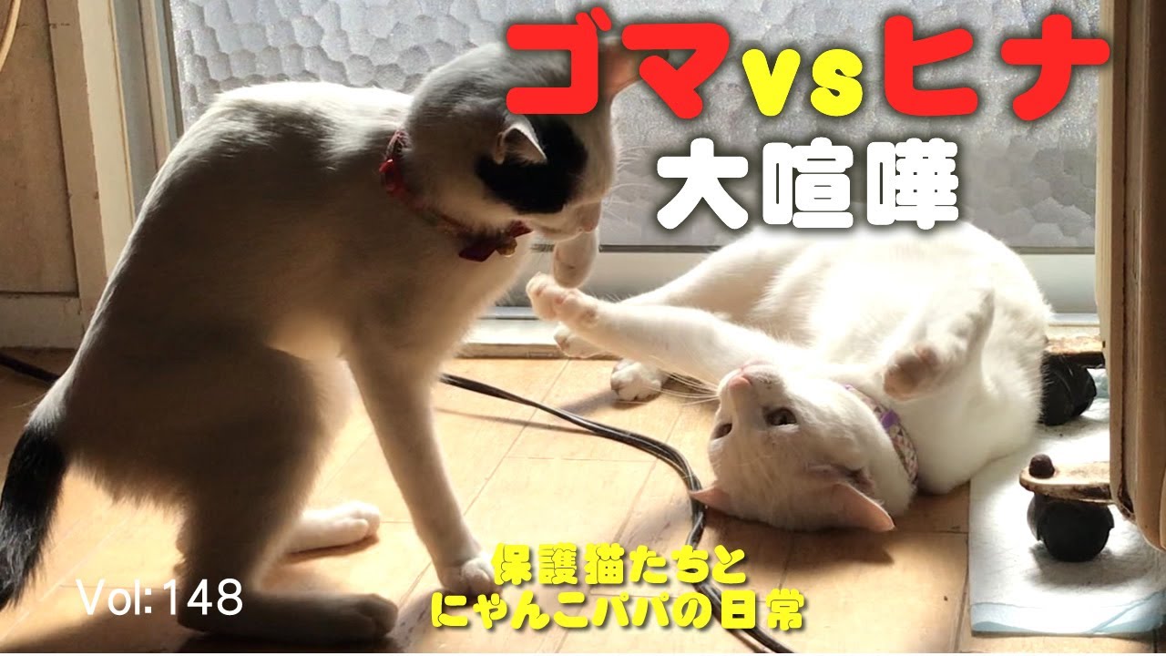 ゴマちゃん　子猫が来てから少しご機嫌ナナメなんです。それがついに爆発！