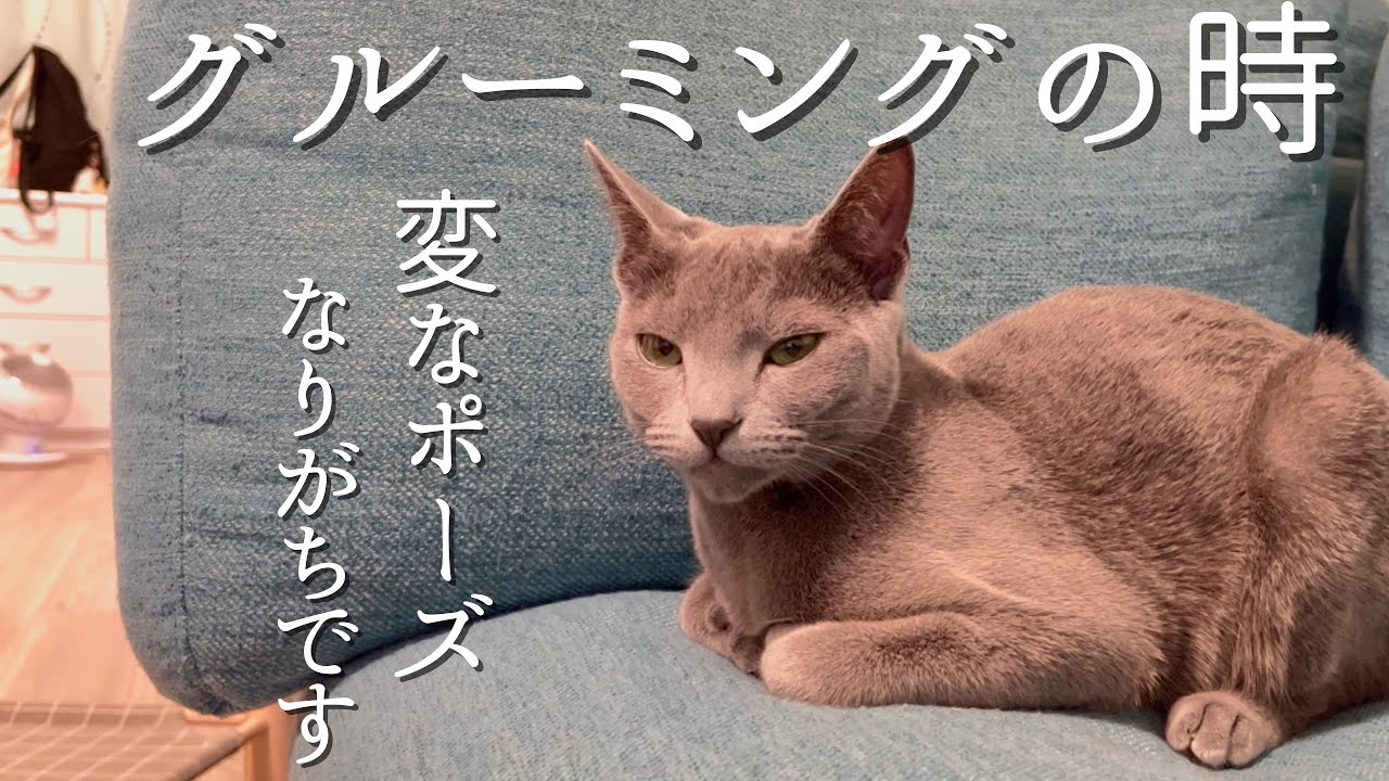 【ロシアンブルー】なんでそんな変なポーズでグルーミングするの？