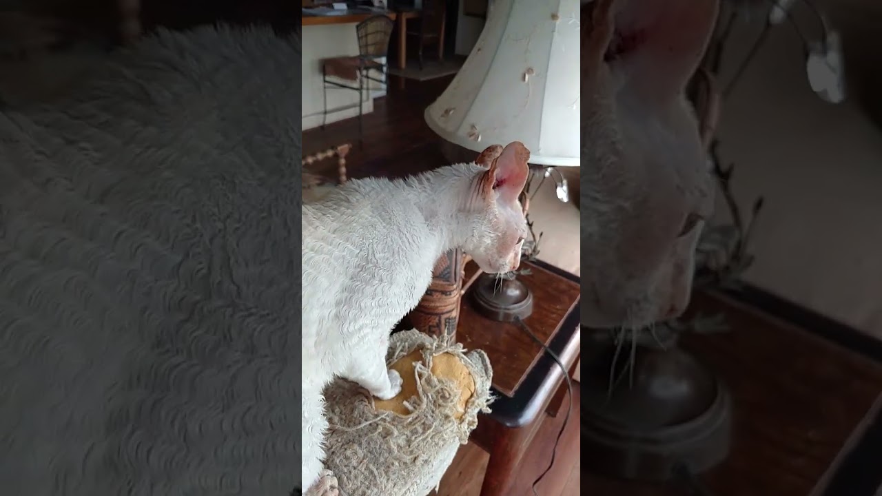 Brushing Babymoons coat (13yr old cornish rex)😸🐈