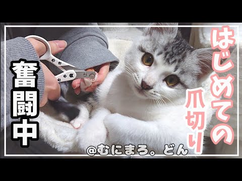 子猫にはじめて爪切りをしたら、思いがけない反応でした…。