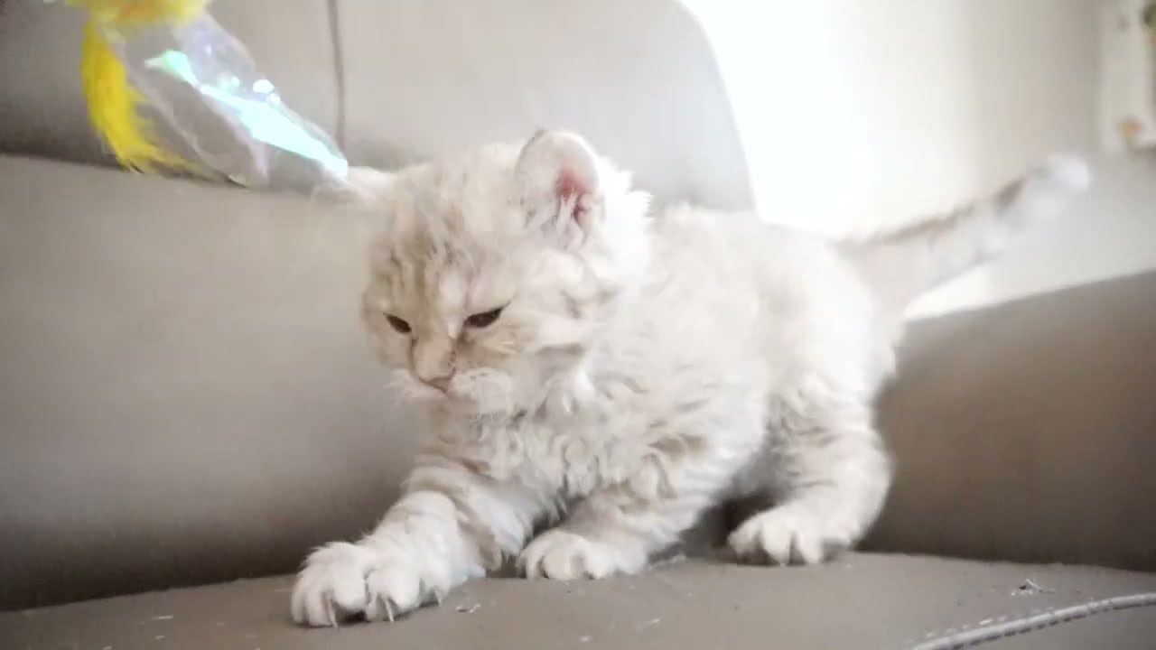 セルカークレックス子猫　2023.1.5産まれ 　クリーム　女の子　シーダキャット猫のお店　Selkirk Rex