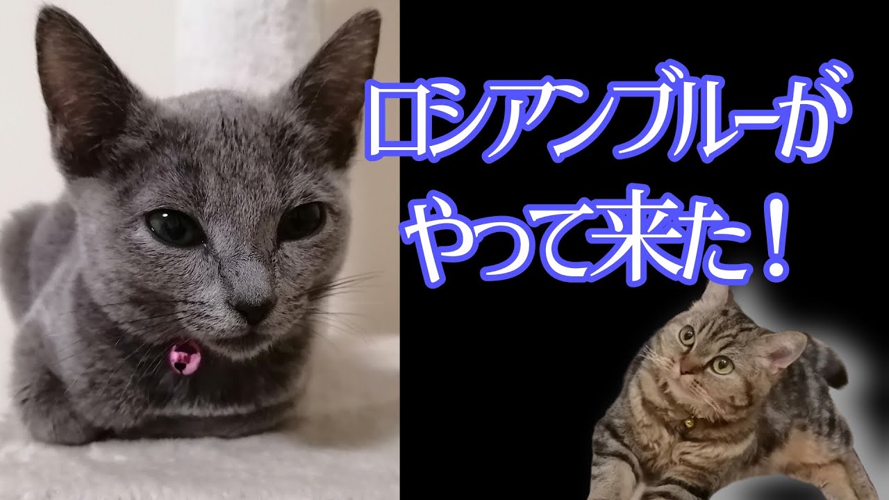とても賢い猫　ロシアンブルーが我が家にやって来ました！